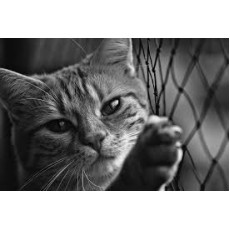 Animal Shelter of Love Cat Dewormer眾生緣流浪動物之家貓杜蟲藥 (粒)